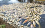 Bancs de poissons échoués sur la plage de Gandiol: le barrage anti-sel de Diama serait à l’origine