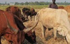Frappé par la fièvre du Rift Valley, le Burundi s'inquiète pour son bétail