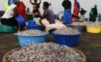 Consommation: les poissons importés de Chine envahissent le Kenya