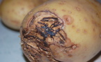 Risque d’arrêt de la production de pommes de terre dans les Niayes : les maraichers réclament l’arrêt des importations
