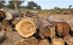 Afrique de l'Ouest: 16 pays dont le Sénégal interdisent le commerce de bois de rose pour empêcher le pillage