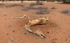 Sécheresse au Kenya: la faune en danger
