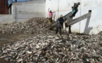 Production de farine de poisson : l'Onu estime que la durabilité de la pêche au Sénégal est «très préoccupante »