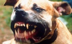 Cité Takoo-Rufisque Nord : un pitbull dévore la nuque d’un garçon de 11 ans