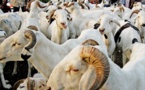 Tabaski : Israël offre des moutons à des familles sénégalaises