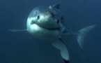 Afrique du Sud: la présence des requins blancs menacée par deux orques mâles