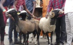 La France offre 3 moutons de race bizet au Sénégal