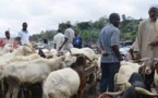 Niger: alerte sur la consommation excessive de bois pour les grillades du mouton de tabaski