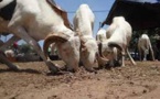 Tabaski : le prix du mouton explose au Mali et au Tchad