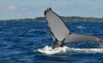  Madagascar: des formations en ligne pour mieux connaître et protéger la faune marine