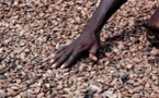 Congo-Brazzaville: les cacaoculteurs de la Sangha souhaitent transformer localement leur production
