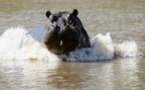 Tambacounda : l’hippopotame de Gouloumbou tue sa 22ème victime