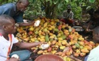La signature d'un accord pour garantir un meilleur revenu aux planteurs de cacao en bonne voie