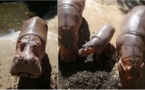 Matam : Cinq hippopotames élisent domicile sur le quai de débarquement, les techniciens mobilisés