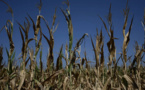 Sécheresse historique et canicule mettent à mal l'agriculture française