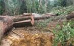 Exploitation illégale: ces « Yakuza » qui détruisent la forêt Gabonaise