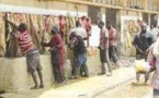 Société de Gestion des Abattoirs du Sénégal: les chevillards en arrêt de travail fustigent la mauvaise gestion du DG