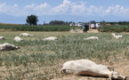 Sécheresse en Italie : des dizaines de vaches meurent empoisonnées