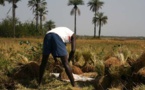 Jeunes agriculteurs-Abondance en riz: Pourquoi l’espoir est permis ?