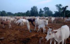 Vélingara : un éleveur porte plainte pour "empoisonnement" d’une partie de son bétail