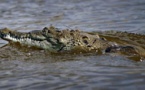 Le crocodile "Pancho" capturé en Floride au grand désespoir des riverains