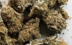 Recrudescence du trafic de drogue : l’OCRTIS a épinglé 10 personnes avec 19 boulettes de haschich et 6 Kg de chanvre
