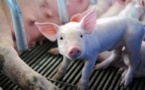 Peste porcine en Côte d’Ivoire