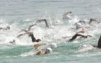 Natation- Traversée Dakar-Gorée : 500 nageurs dont des Nigérians attendus sur la ligne de départ