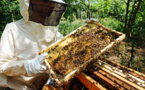 Un vaccin protecteur pour les abeilles autorisé aux États-Unis, une première prometteuse