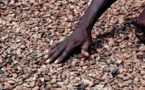 Cacao: 2023, l'année où les cours vont de nouveau baisser ?