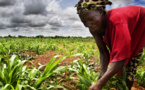 Comment donner de la valeur ajoutée aux produits agricoles cultivés en Afrique