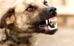 ça chauffe à Tivaoune Peulh: six (6) personnes tuées par un chien, 3 membres d'une famille convoqués pour "anthropophagie"