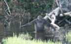 Congo-B: après 25 ans de procédures le parc national de Nouabalé-Ndoki s’agrandit fortement