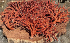 Trafic international d’espèces protégées : 100 kg de corail rouge saisis à Kébémer