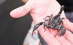 Un passager piqué par un scorpion en plein vol Dakar-Nantes