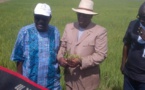 Tournée dans le Walo : Macky Sall annonce l'autosuffisance en riz pour 2017
