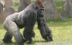 Insolite : Un gorille s’échappe du parc Hann et crée la panique