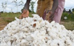 Afrique de l'Ouest: les acteurs de la filière coton se regroupent pour mieux défendre leurs intérêts