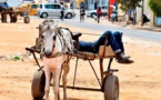 Louga: un charretier vole une charrette et tente de violer une femme enceinte