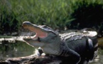 Floride : un enfant retrouvé mort dans la gueule d’un alligator, son père accusé