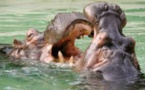 Niger: un hippopotame tue 12 écoliers