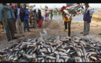 Le Portugal a importé du Sénégal 2.500 tonnes de poisson en 2022 (ministre)