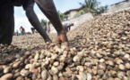 Commercialisation de l’anacarde : 2.000 tonnes invendues toujours en stockage à Ziguinchor