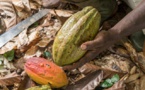 Comprendre le bras de fer entre producteurs de cacao et multinationales