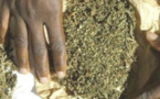 Yeumbeul-Comico : deux (2) dealers de chanvre indien appréhendés par la police