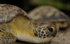 Trafic: 170 tortues d'une espèce rare saisies à l'aéroport de Roissy