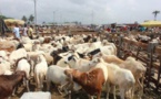 Approvisionnement en moutons : Amadou Bâ entame une visite dans plusieurs localités ce samedi