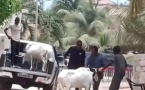 Arrêt sur image ! Le mouton de Tabaski de Ousmane Sonko est arrivé à la cité Keur Gorgui