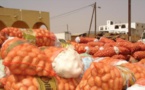 Des pommes de terre de très mauvaise qualité dans le marché sénégalais