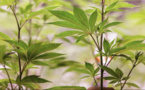 Ghana: le Parlement adopte une loi autorisant la production du cannabis médical et industriel